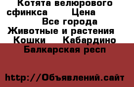 Котята велюрового сфинкса. .. › Цена ­ 15 000 - Все города Животные и растения » Кошки   . Кабардино-Балкарская респ.